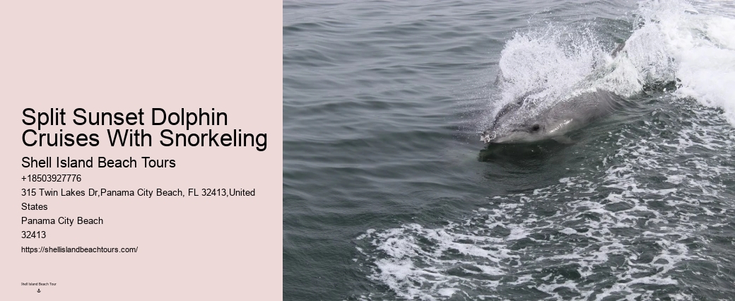 Beach Dolphin