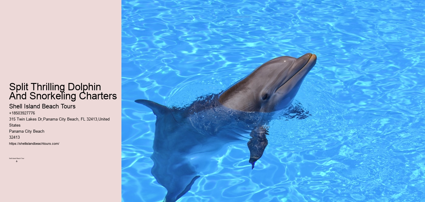 Split Thrilling Dolphin And Snorkeling Charters