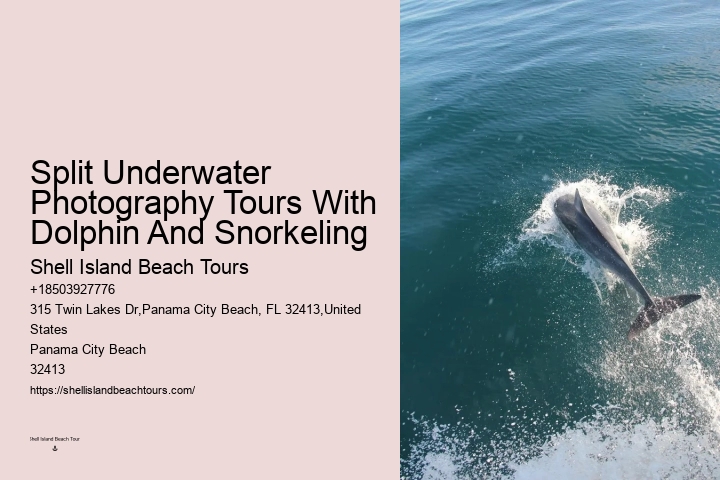 Customized Dolphin Exploration and Snorkeling Adventures