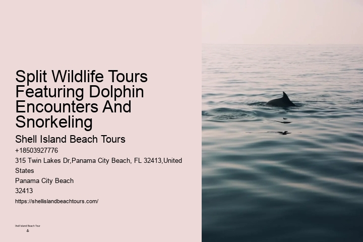 How much does a dolphin tour in Panama City Beach cost